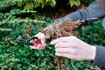 Spring cleaning in the garden. Woman removes dry shrub twigs.