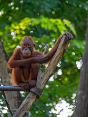 Naklejka premium Captive Sumatran Orangutans (Orangutang, Orang-utang)