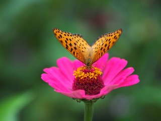 ツマグロヒョウモンとヒャクニチソウの花