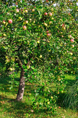 Fototapeta na wymiar Beautiful apple tree in the garden
