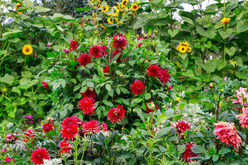 Panele Szklane  Red dahlias and yellow sunflowers in the garden