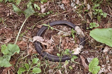 Old bicycle tire overgrown with dry grass