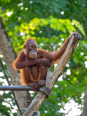 Captive Sumatran Orangutans (Orangutang, Orang-utang)