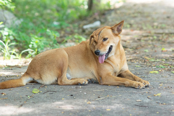 Scar  on face  Thailand  street dog