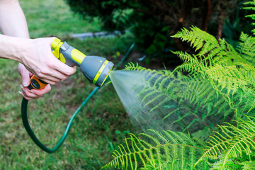Watering plants. Woman holding garden hose