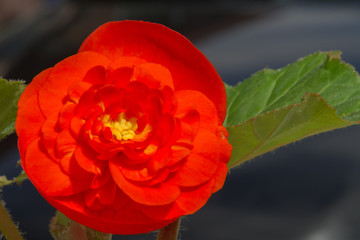 Begonia in the summer garden