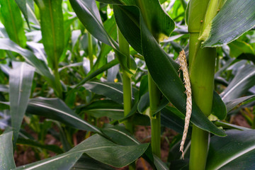 Corn leaf damaged by fall armyworm Spodoptera frugiperda.Corn leaves attacked by worms in maize field.