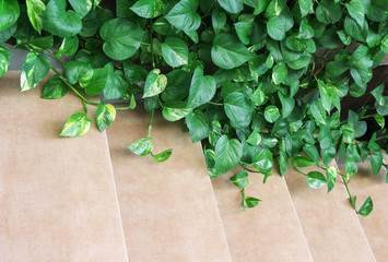 Epipremnum aureum green leaves plants or golden pothos nature ornamental climber growing though on staircase background , copy space
