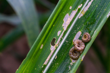 Fall armyworm can be one of the more difficult insect pests to control in field corn.