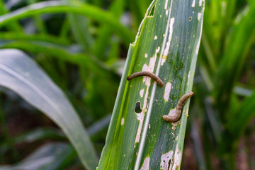 Corn leaf damaged by fall armyworm Spodoptera frugiperda.Corn leaves attacked by worms in maize field.