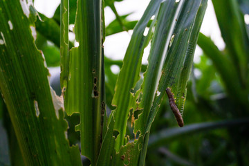 Obraz premium Armyworm Fall może być jednym z trudniejszych do zwalczania szkodników w uprawie kukurydzy.