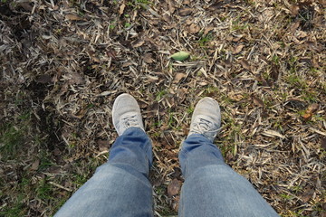 落ち葉の上に立つ