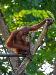Captive Sumatran Orangutans (Orangutang, Orang-utang)