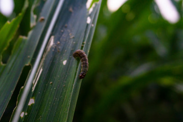 Corn leaf damaged by fall armyworm Spodoptera frugiperda.Corn leaves attacked by worms in maize...