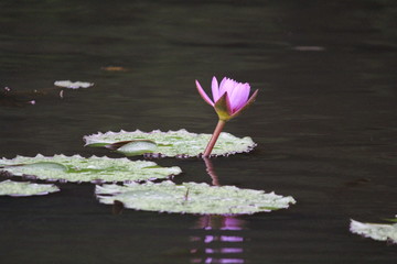 Lotus in the water blooming with leaves with huge green