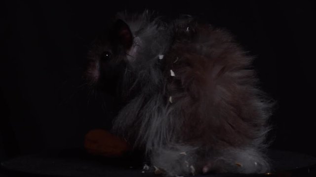 Syrian hamster sitting on his back legs.