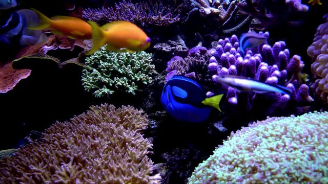 Fish swimming in an aquarium