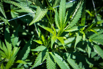 Marijuana Plants Growing in California