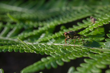 mosquito, Culicidae, fly/insect/bug silhouetted on a bracken leaf/stem during a sunny evening in July, Scotland. 