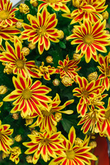 Beautiful bright chrysanthemum background picture. Chrysanthemum wallpaper.