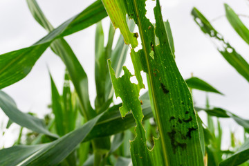 Obraz premium Liście kukurydzy uszkodzone przez robaka Spodoptera frugiperda Liście kukurydzy zaatakowane przez robaki na polu kukurydzy.