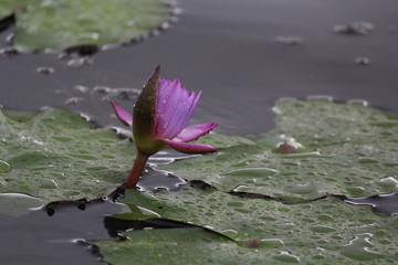 Lotus in the water blooming with leaves with huge green