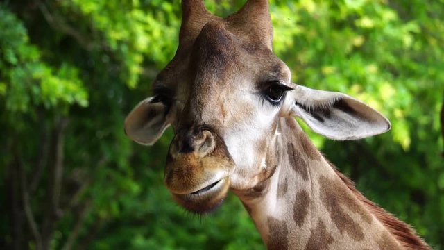 Close-up head of a giraffe chewing food footage slow motion