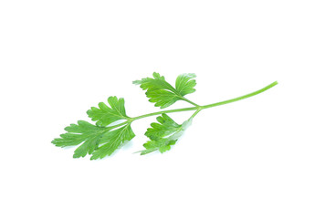 Parsley herb isolated on white background