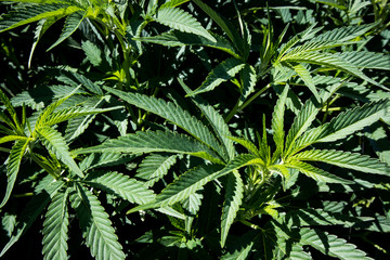 Marijuana Plants Growing in California