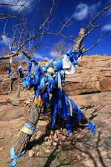 Sacred hadags or khadags (blue silk scarves) hanging on an old tree in the steppe of the Gobi...