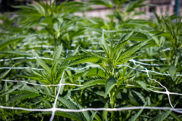 Marijuana Plants Growing in California