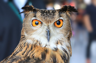 Eurasian Eagle-Owl Close up short.