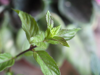 peppermint (Mentha piperita) plant