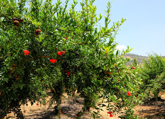 Fototapeta na wymiar Pomegranates ripe fruits grow on the tree branch on the plantation. Harvesting autumn season. Pomegranate trees in the sunny blur background