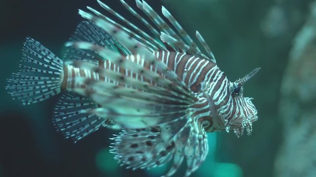 Lionfish. A colorfull lionfish in the aquarium of the institute of marine science Burapha university at Chonburi Thailand, Pattaya.