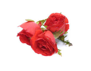 Red Rose isolated on white background