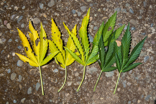 Unhealthy Marijuana Plant Leaves In Gradient