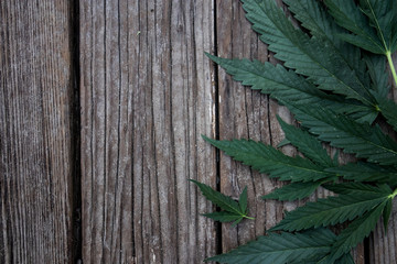 Marijuana Leaves on Wood