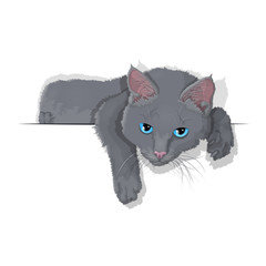 Vector illustration of a domestic grey cat isolated on a white background. EPS 10