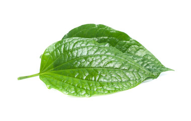 Piper sarmentosum, Wildbetal leafbush leaf isolated on white