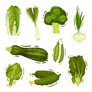 Set Of Green Vegetables And Greens. Vector Illustration On White Background.