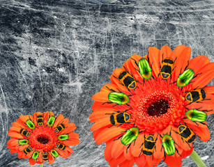 Red beautiful Gerbera flower with colorful beetles round the stamens. Chafers on the beautiful...