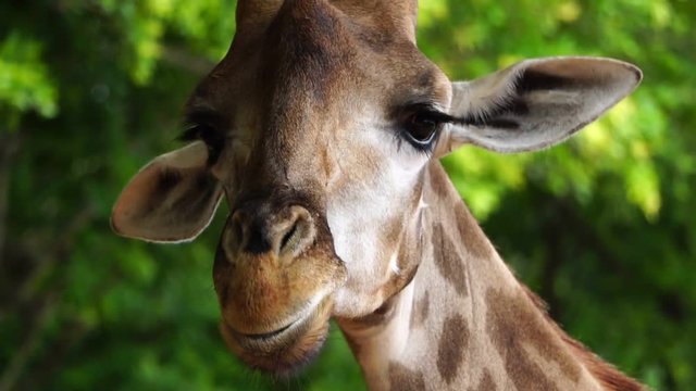 Close-up head of a giraffe chewing food footage slow motion