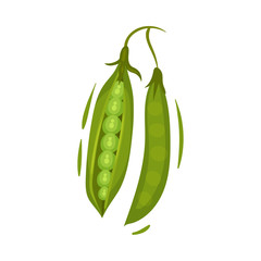 Two pea pods. Vector illustration on white background.