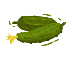 Young fresh cucumbers. Vector illustration on white background.