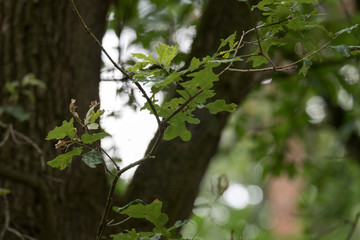 Ein Baum in einem Wald