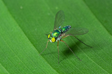 Macro Photo of Robber Fly on Green Leaf