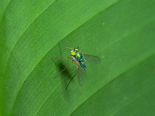 Macro Photo of Robber Fly on Green Leaf