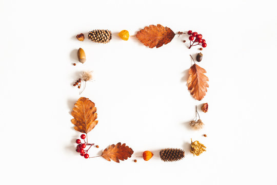 Autumn composition. Dried leaves, flowers, rowan berries on white background. Autumn, fall, thanksgiving day concept. Flat lay, top view, copy space