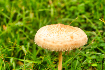 Un hongo en forma de paraguas se eleva sobre el pasto verde en el parque 